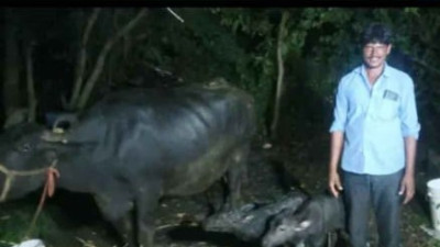 ఒకే కాన్పులు రెండు దూడలకు జన్మనిచ్చిన బర్రె.